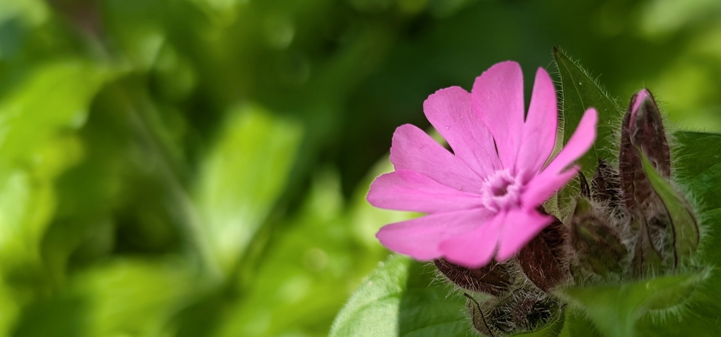 Conceptual image: A new flower blooming. Light pink and glowing in the morning sun. 